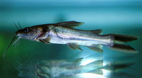 Clarotes laticeps, Widehead catfish: fisheries