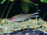 Petitella georgiae, False rummynose tetra: aquarium