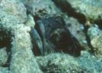 Opistognathus gilberti, Yellow jawfish: