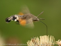 Macroglossum stellatarum - Humming-bird Hawk-moth