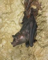 Image of: Anoura geoffroyi (Geoffroy's tailless bat)