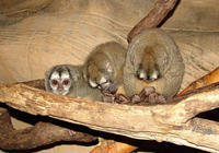Image of: Aotus (douroucoulis, night monkeys, and owl monkeys)