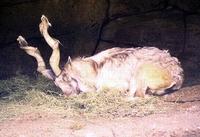 Image of: Capra falconeri (markhor)