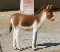 Image of: Equus kiang (kiang)