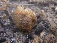 Hydractinia echinata