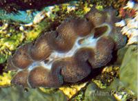 Tridacna