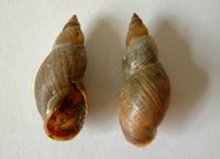 Stagnicola palustris - Marsh Pond Snail