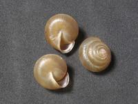 Monachoides vicinus