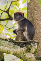 Image of: Piliocolobus badius (western red colobus)