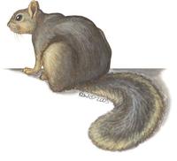 Image of: Sciurus niger (eastern fox squirrel)