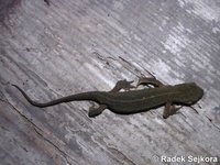 Triturus helveticus alonsoi