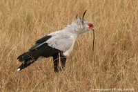 Sagittarius serpentarius - Secretarybird