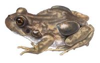 Image of: Pleurodema bufonina