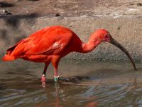 Eudocimus ruber - Scarlet Ibis