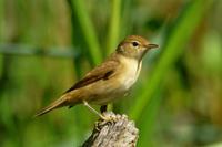 Acrocephalus scirpaceus - Eurasian Reed-Warbler