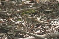 Zoothera lunulata - Olive-tailed Thrush