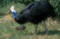 Casuarius casuarius - Southern Cassowary