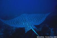 Aetobatus narinari - Spotted eagle ray