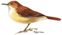 Image of: Furnarius rufus (rufous hornero)