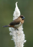 Image of: Lonchura striata (white-rumped munia)