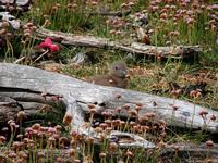 Image of: Stercorarius chilensis (Chilean skua)