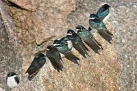 Image of: Tachycineta bicolor (tree swallow)
