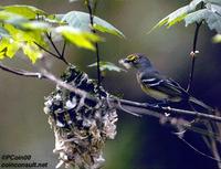 Image of: Vireo griseus (white-eyed vireo)