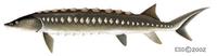 Image of: Acipenser brevirostrum (shortnose sturgeon)