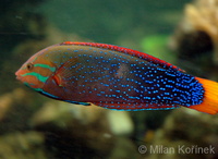 Coris gaimard - African Clown Wrasse