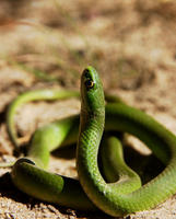 Image of: Liochlorophis vernalis (smooth green snake)
