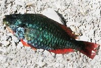 Scarus coelestinus - Midnight Parrotfish