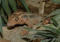 Tupinambis rufescens - Red Tegu