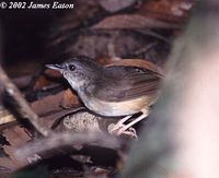 Horsfield's Babbler - Malacocincla sepiarium