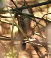 Long-tailed Wren Babbler - Spelaeornis chocolatinus