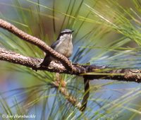 Yunnan Nuthatch - Sitta yunnanensis