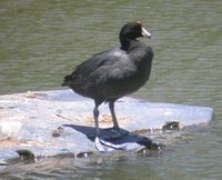 Hawaiian Coot - Fulica alai