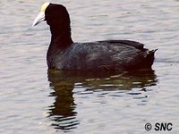 Slate-colored Coot - Fulica ardesiaca