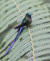 Violet-tailed Sylph (Aglaiocercus coelestis) photo