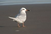 Snowy-crowned Tern - Sterna trudeaui