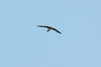 Alpine Swift - Tachymarptis melba