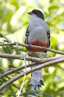 Cuban Trogon - Priotelus temnurus