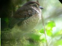 Short-legged Ground-Roller - Brachypteracias leptosomus