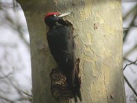 Black Woodpecker - Dryocopus martius