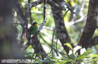 Long-tailed Broadbill - Psarisomus dalhousiae