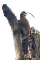 Black-billed Scythebill - Campylorhamphus falcularius