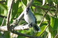 Black-capped Antwren - Herpsilochmus atricapillus