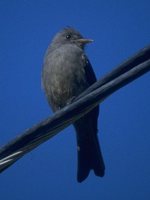 Dark Pewee - Contopus lugubris