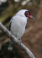 Masked Tityra - Tityra semifasciata