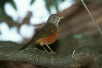 Rufous-bellied Thrush - Turdus rufiventris