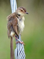 Plain Prinia - Prinia inornata